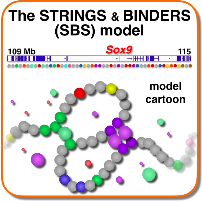 stringsbinders.jpg
