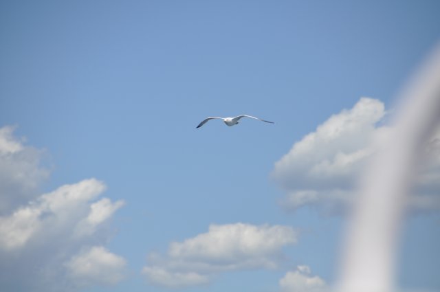 dsc_3472.jpg