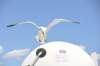dsc_3484_small.jpg