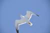 dsc_3488_small.jpg