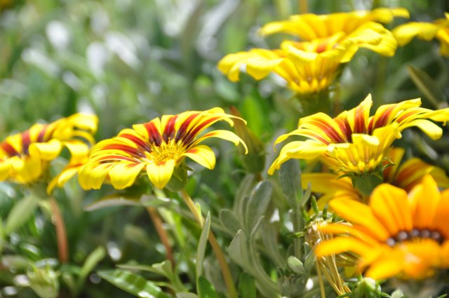 dsc_3520.jpg