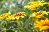 dsc_3520_small.jpg