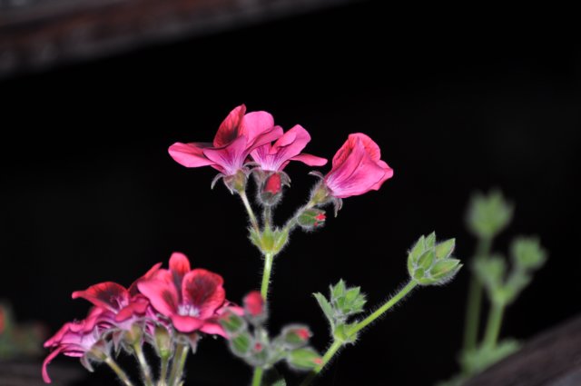 dsc_3584.jpg