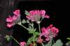 dsc_3585_small.jpg