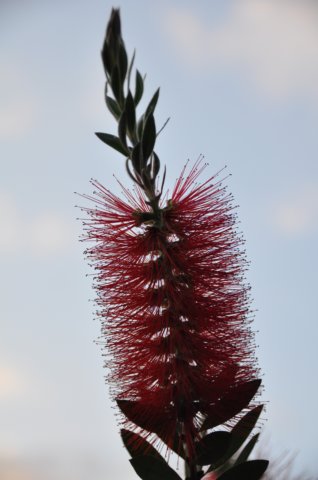 dsc_3593.jpg