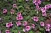 dsc_5150_small.jpg
